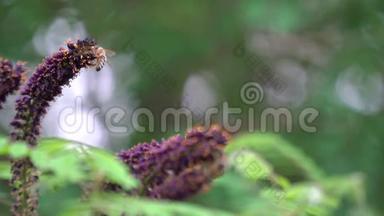 在<strong>紫薇</strong>花上近距离拍摄蜜蜂